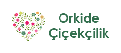Dilovası Çiçekçi Orkide Çiçekçilik